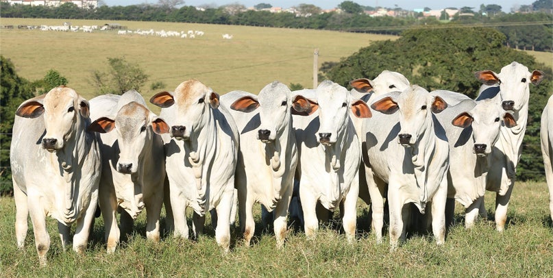 Grupo de 8 vacas olhando para a esquerda, organizadas lado a lado.