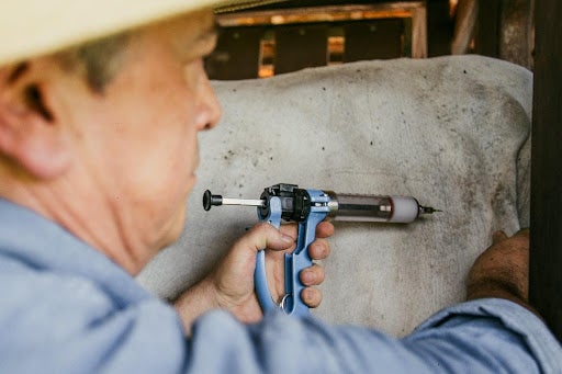  Pecuarista aplicando vacina com uma pistola de aplicação em um bovino na região do pescoço.