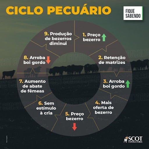 Ciclo pecuário representado por gráfico circular, em 9 etapas.