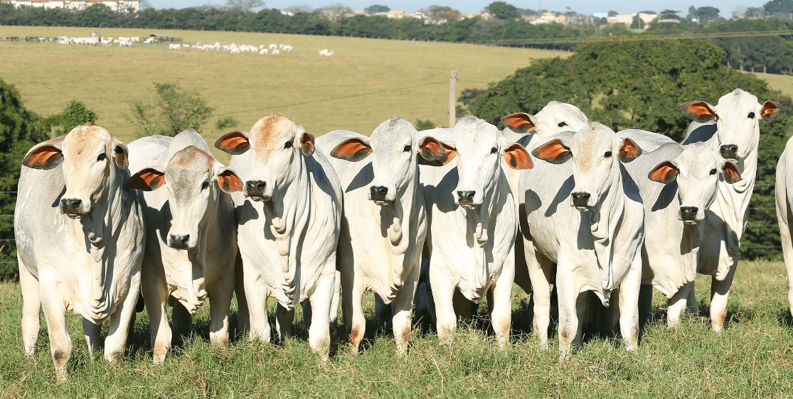 Vacas olhando para frente, organizadas lado a lado.