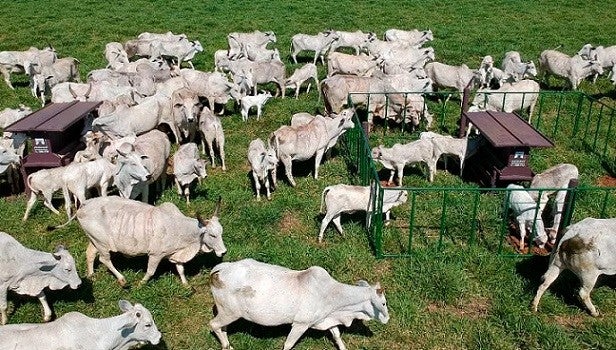 Diversos bois, vacas e bezerros alimentando-se com o sistema creep feeding em um campo preparado.