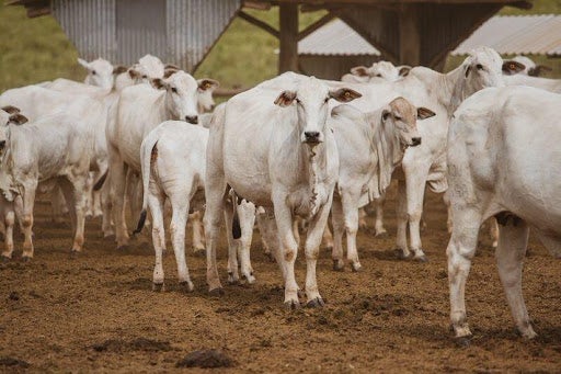 Rebanho de vacas reunido sobre terra batida, próximo a um cocho de suplementação. 