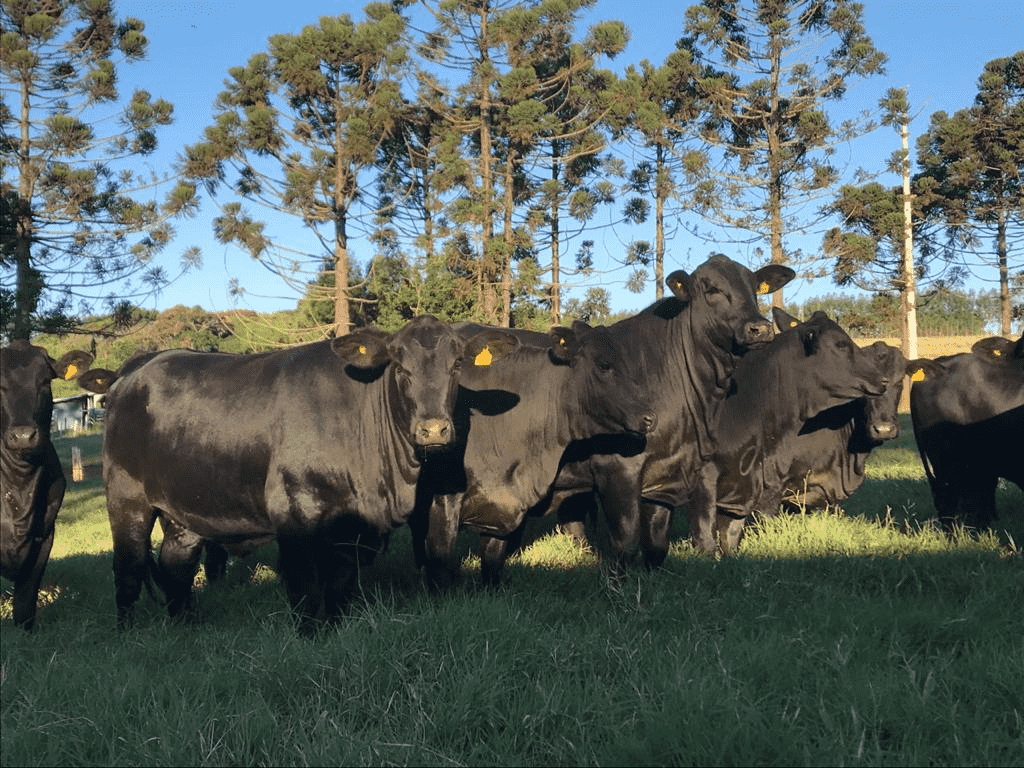 Novilhas pretas na fase de recria sendo alimentadas próximas a uma cerca, que faz divisão direta com a estrada de terra.