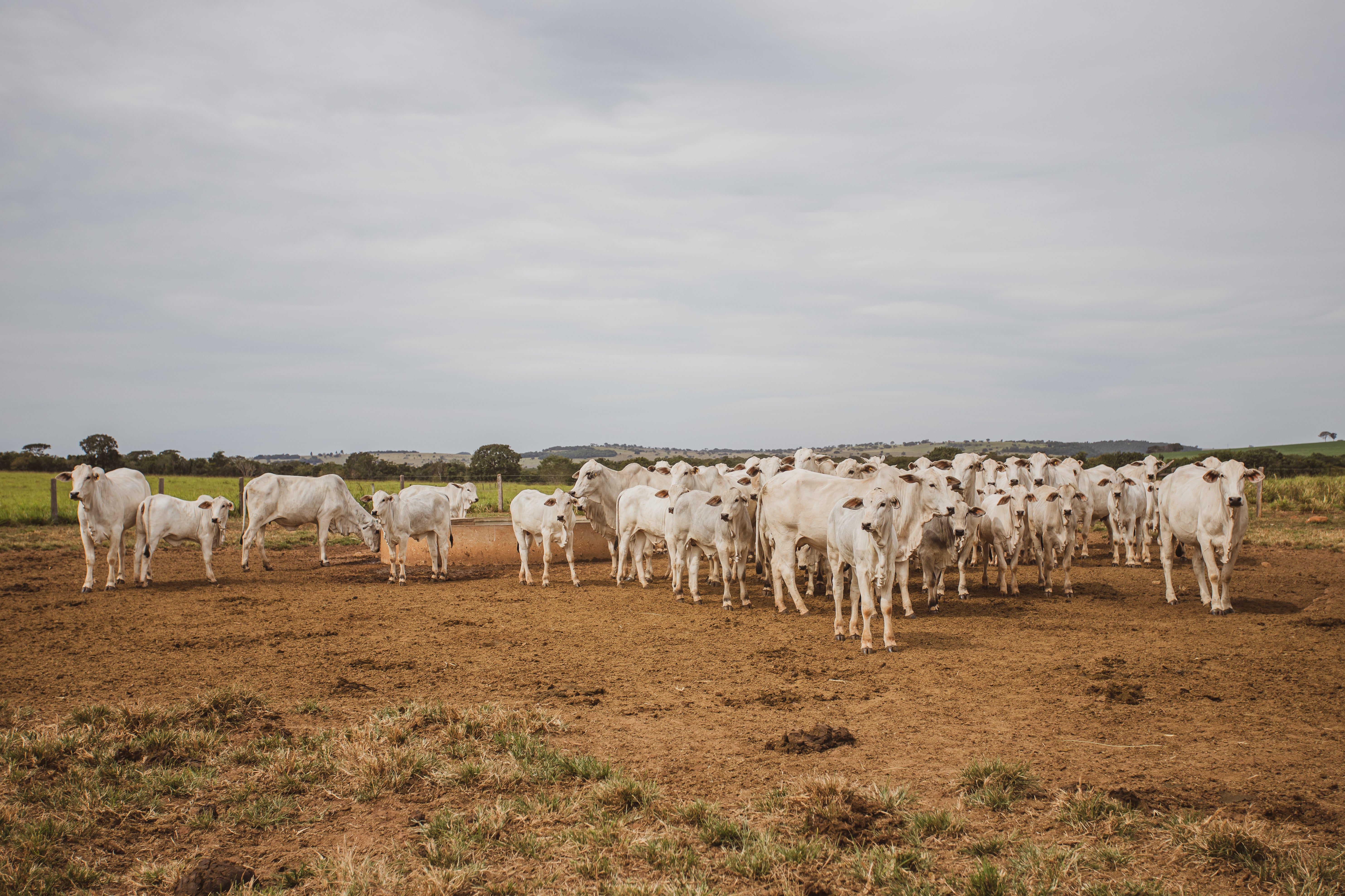 Bezerros em volta de uma vaca no campo.