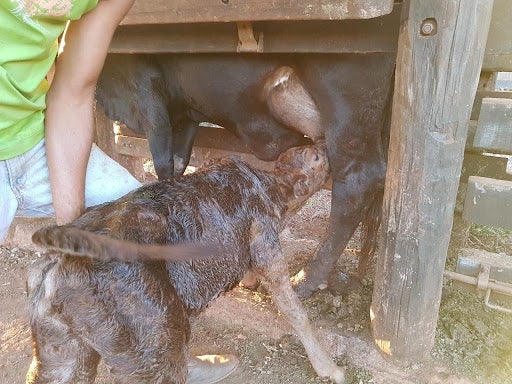 Bezerro recém-nascido no curral, de costas, mamando nos tetos da vaca com auxílio de um técnico da fazenda.