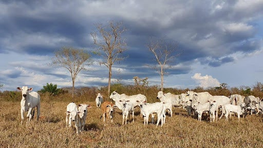 Vacas e bezerros Nelore em ambiente com pastagens secas