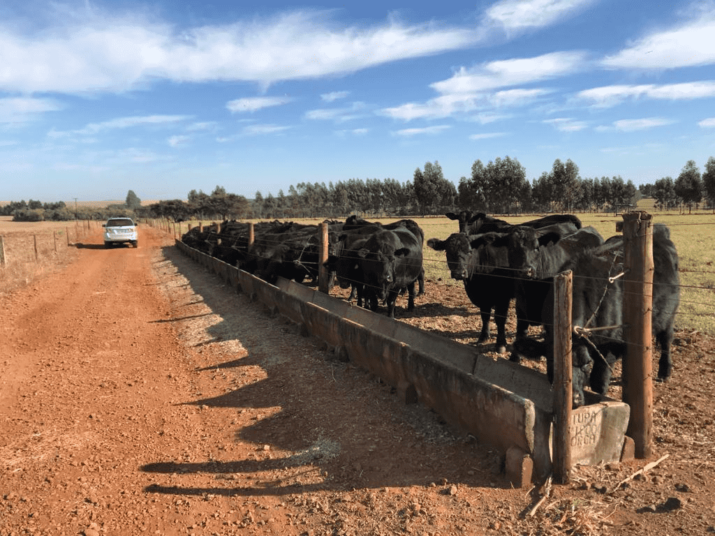 Novilhas pretas na fase de recria sendo alimentadas próximas a uma cerca, que faz divisão direta com a estrada de terra.