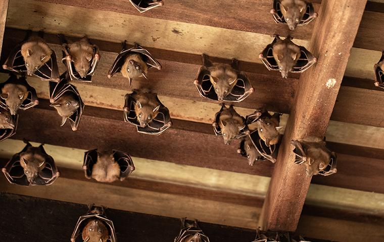 bats in an attic