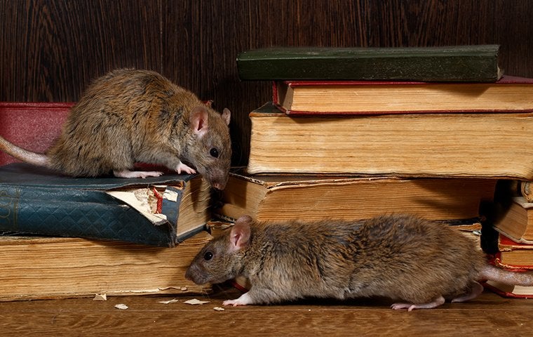 two rats chewing books