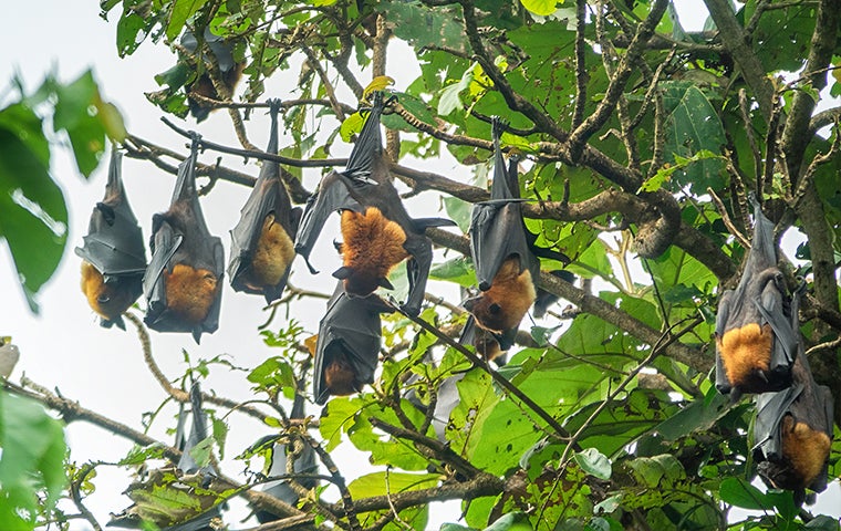 bats in tree