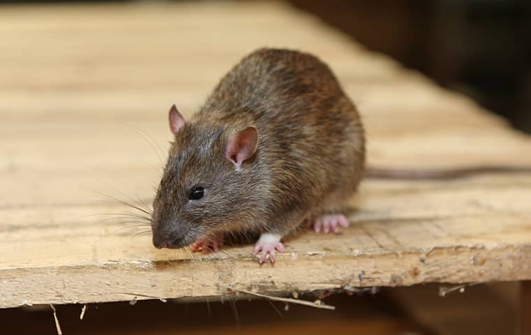 a close up of a rodent perched on a piece of wood