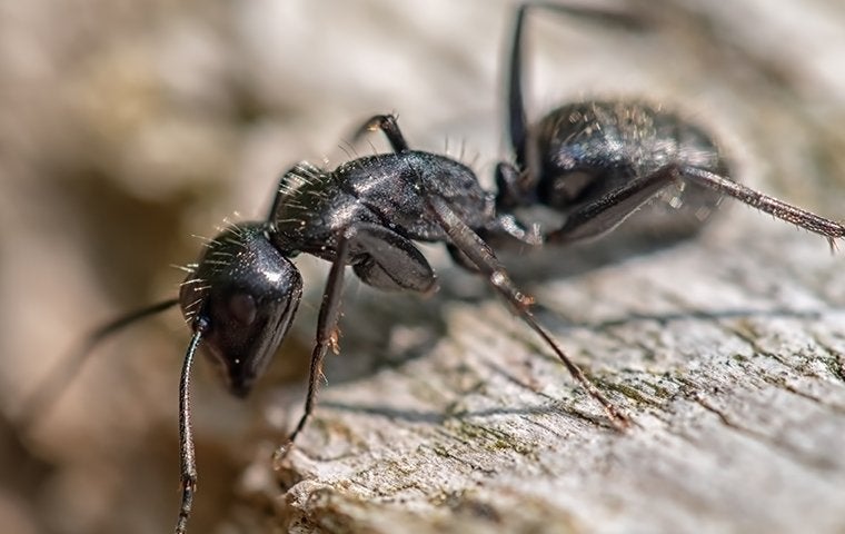 a carpenter ant crawling on wood outside a home