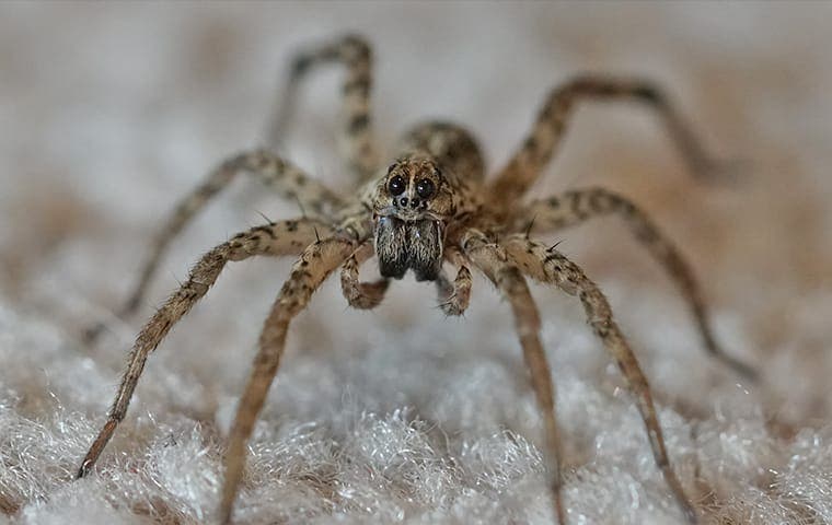 spider on carpet in columbus ohio