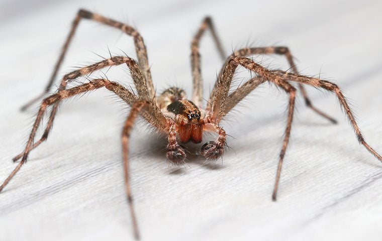 a large house spider on a countertop