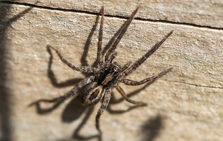 wolf spider coming into a home