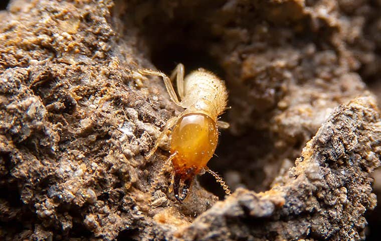 a termite up close