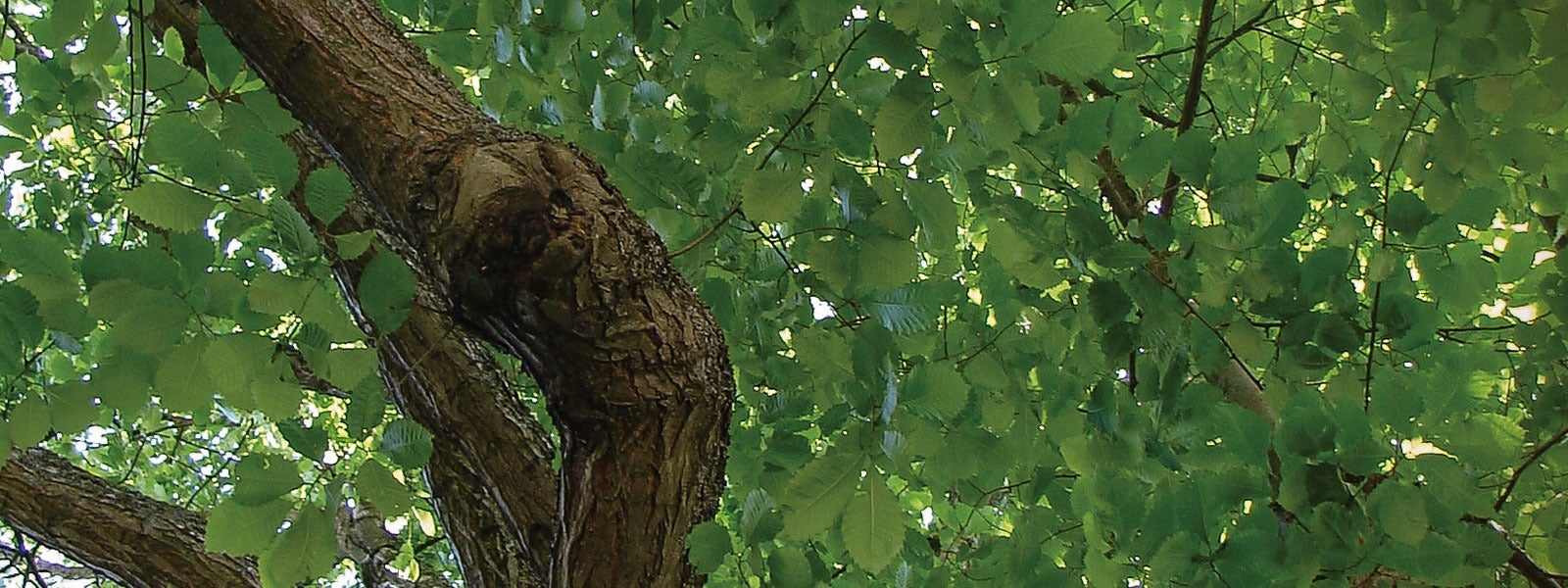bring-back-the-american-chestnut-1920x600