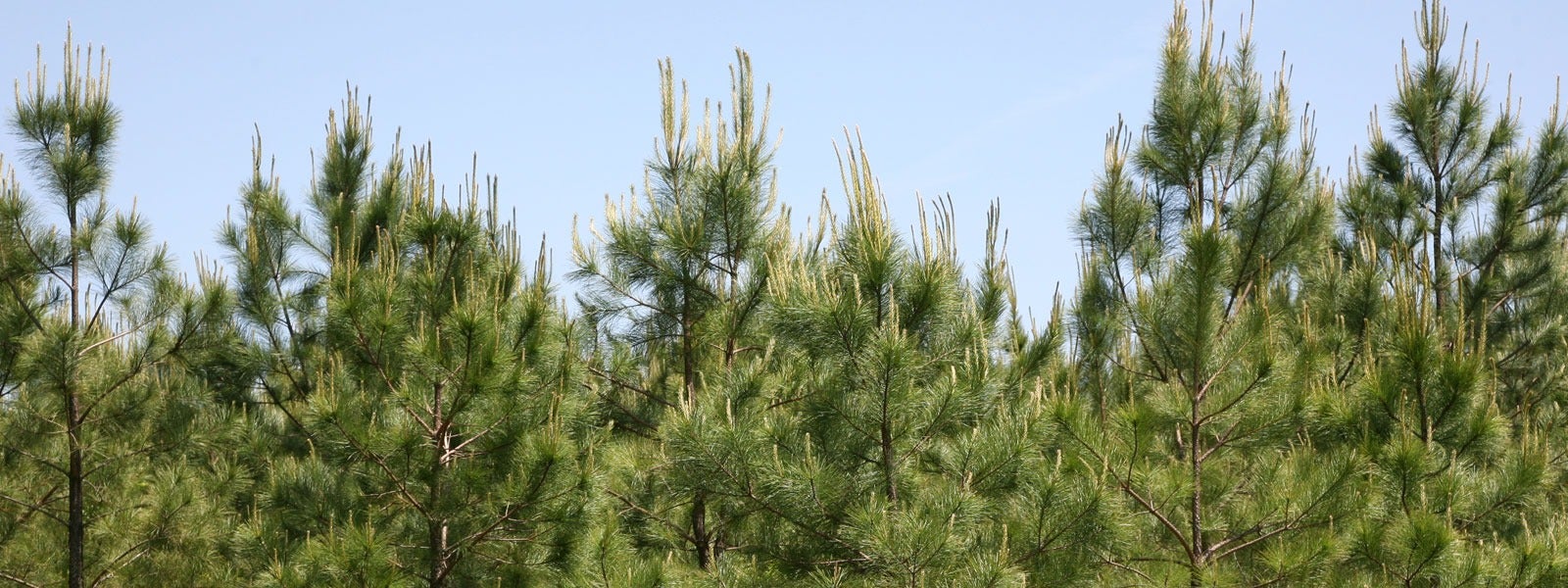 Forest_Tree_10-header