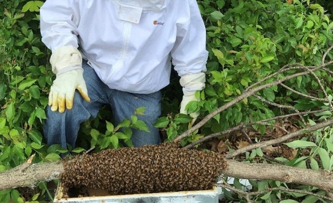 2019-11-bee-part-of-the-solution-1-530x.png