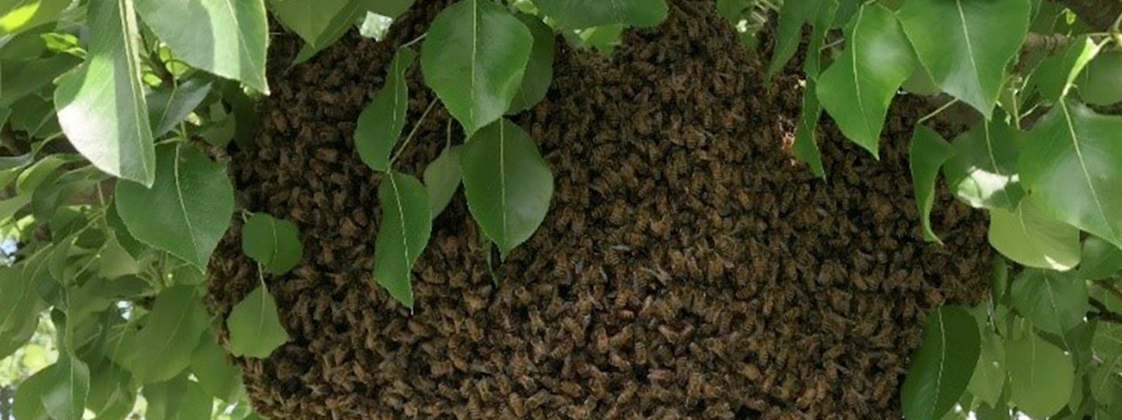 bee-part-of-the-solution-1920x600