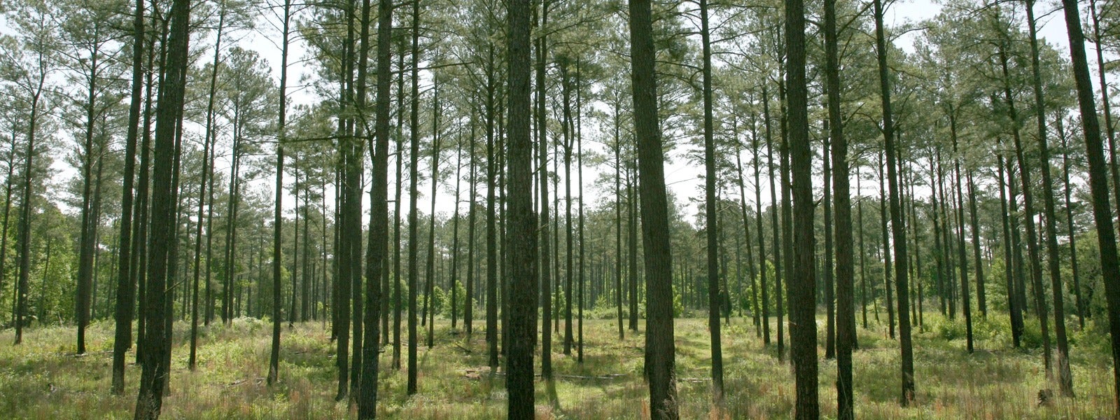 sustainable-forestry-and-certification-1920x600