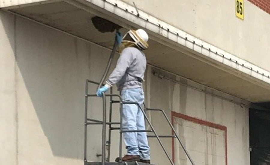 2019-11-bee-part-of-the-solution-2-530x.png