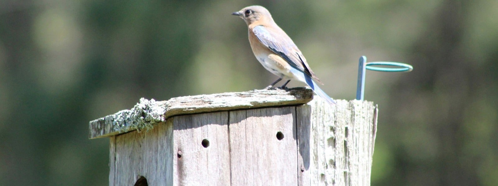 wildlife-habitat-council-certification-alabama-river-mill-1920x600