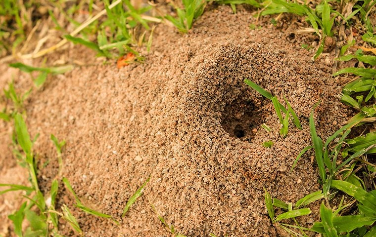 fire ant hill in a lawn