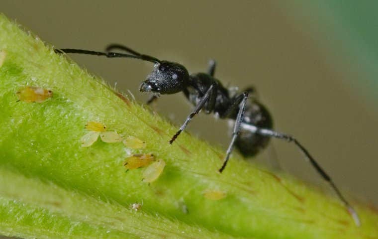 an odorous house ant on a plant