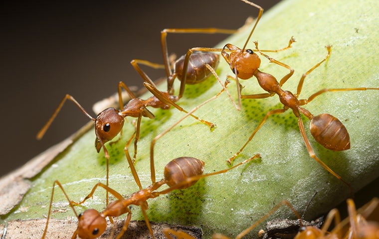 fire ants on a green stem