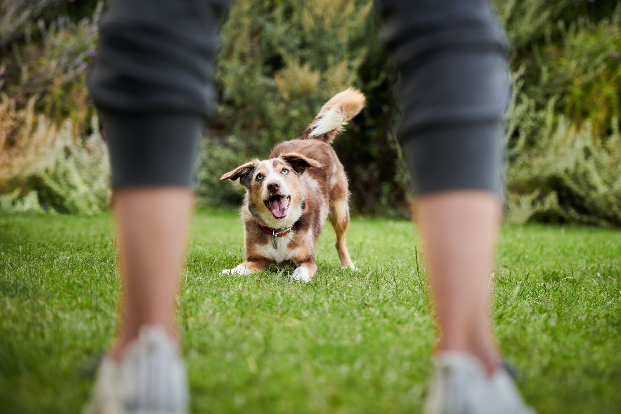Why Treat Canine Osteoarthritis Pain With Galliprant?