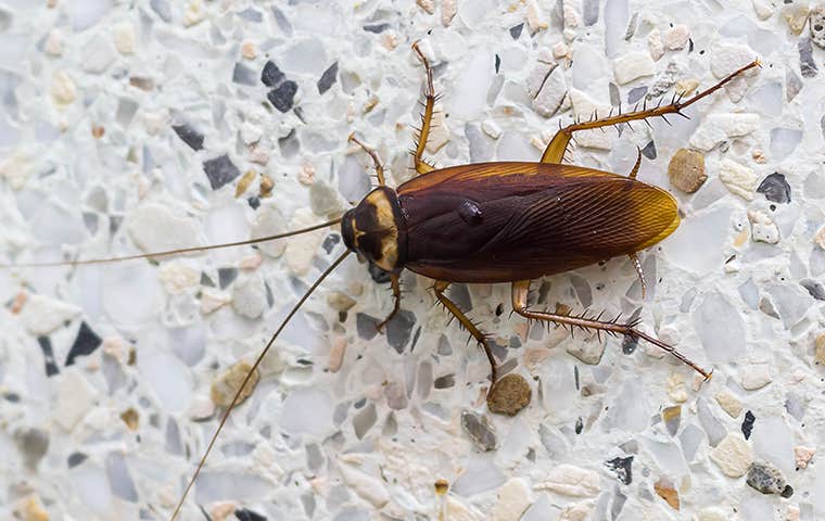a cockroach in a bathroom