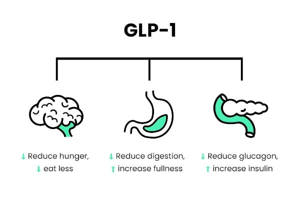 How GLP-1 Works