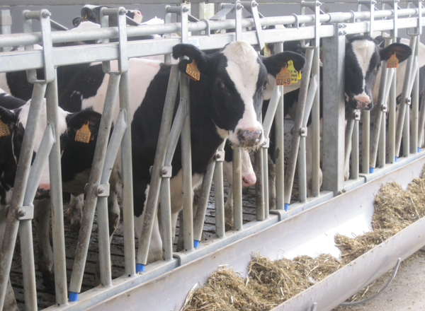 Des audits énergétiques pour nos producteurs de lait