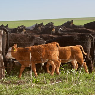 Cows and calves running in field