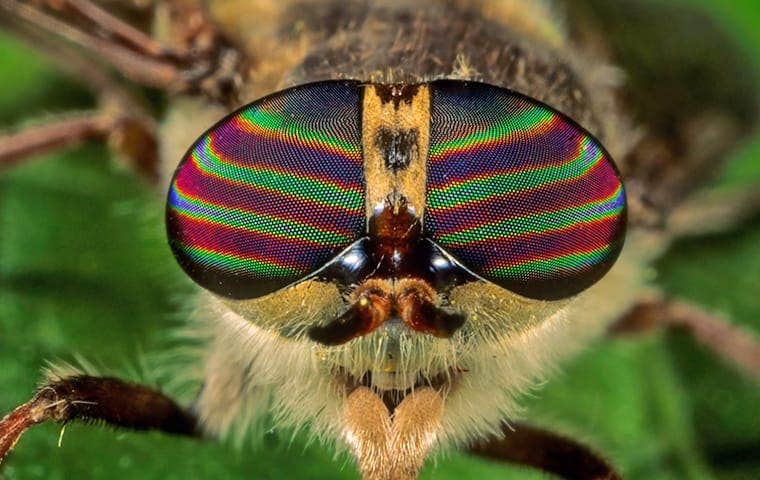 bug up close with colorful eyes