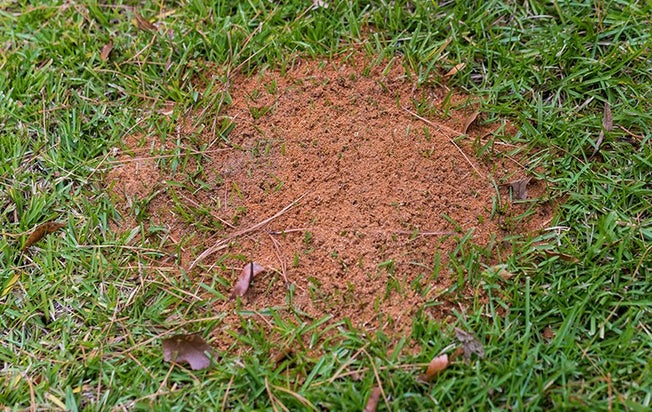 fire ant hill in yard