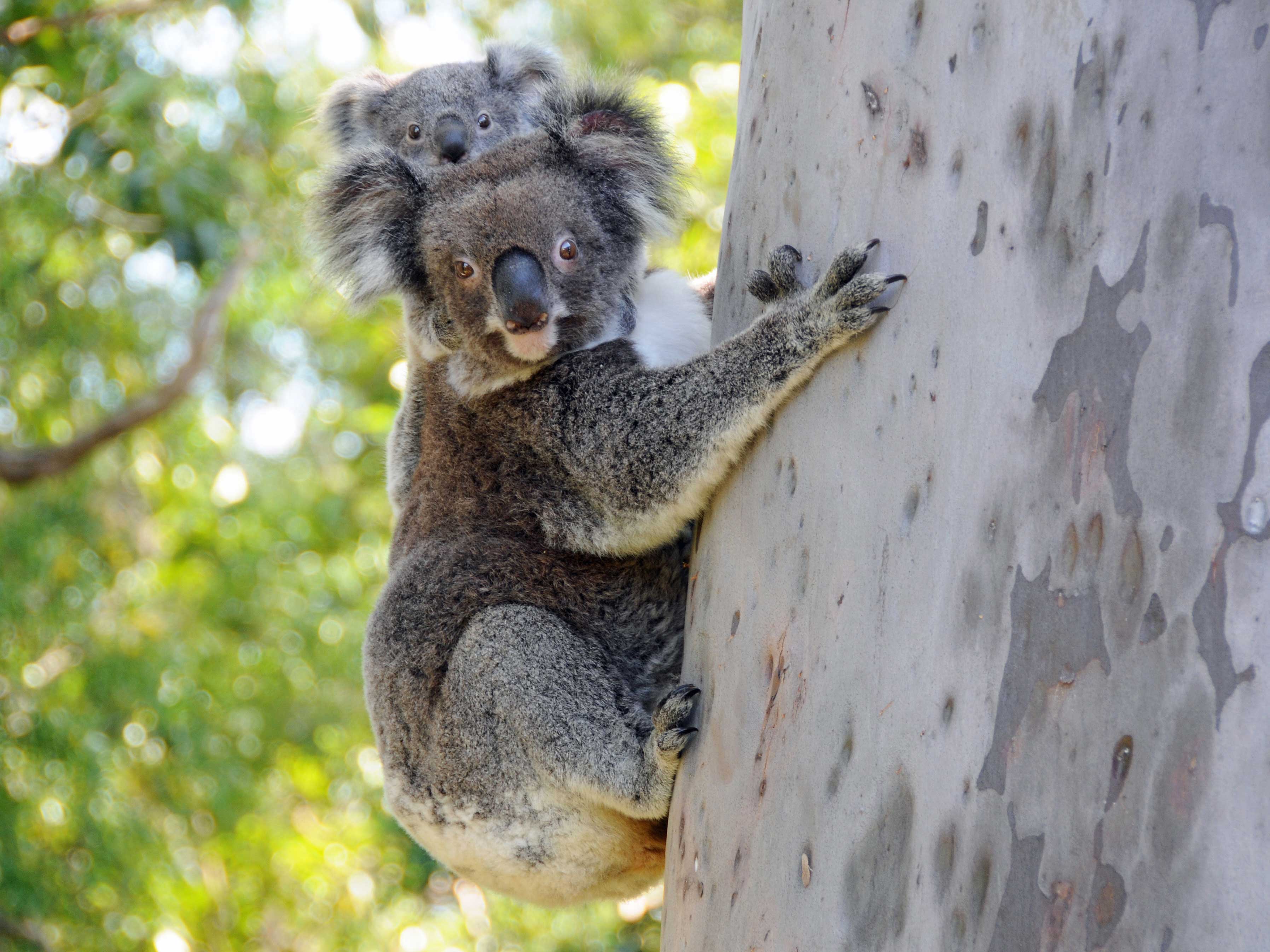 Koalas classified as an endangered species in parts of eastern Australia