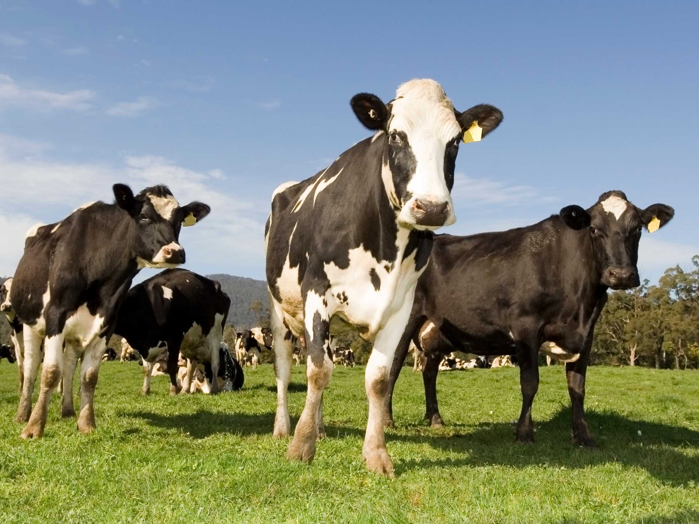 ACCC makes a move on Dairy Code compliance