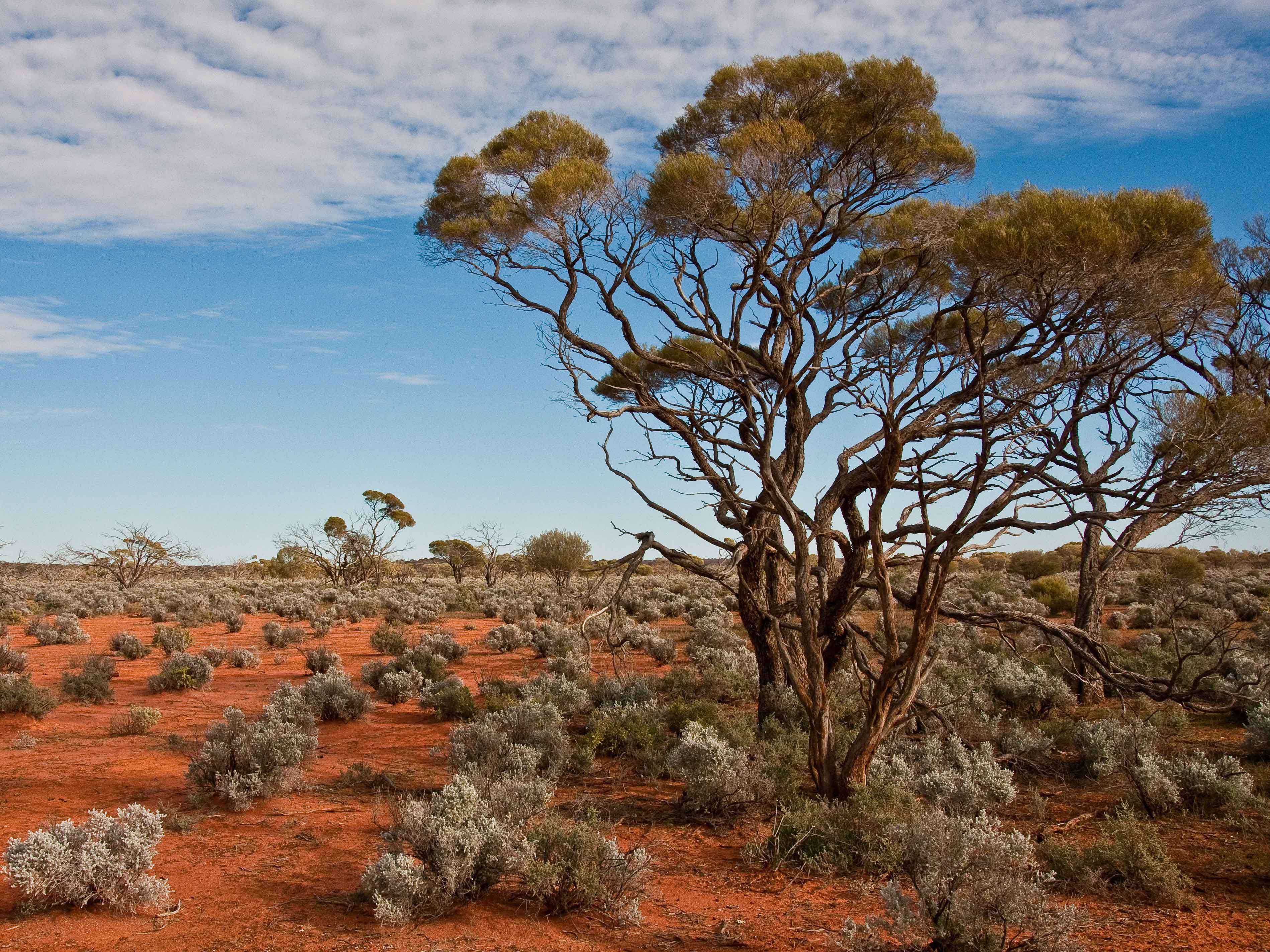 Federal Court rules no native title exists on two leasehold properties