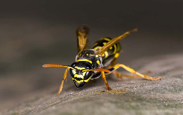 a wasp up close
