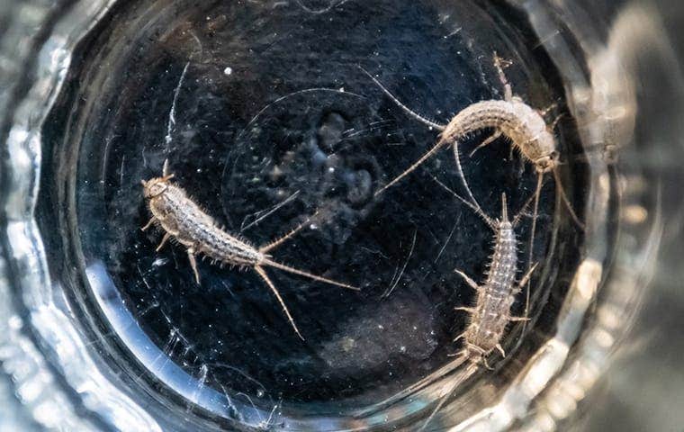silverfish trapped in the bottom of a glass