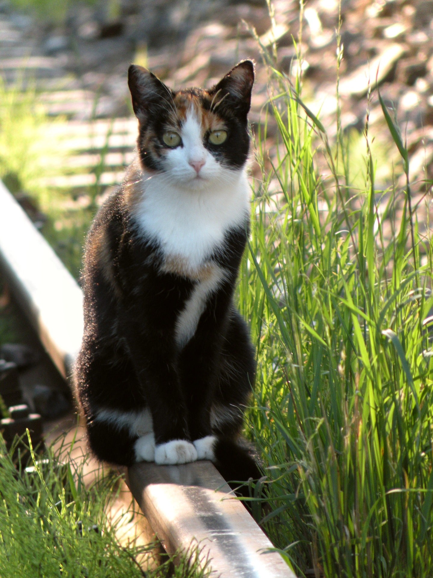 A picture of a cat sitting on a railroad track and looking at the camera.