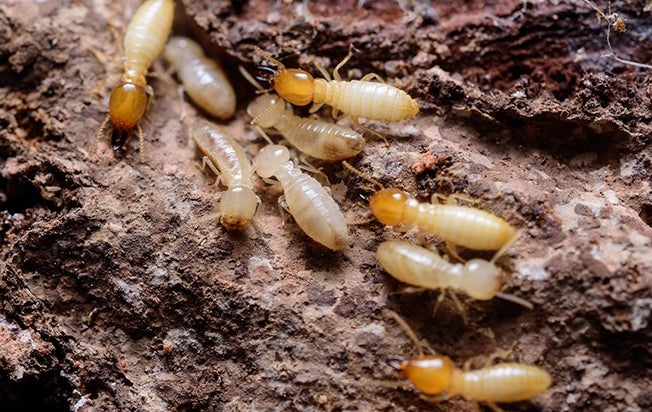 termites in a path through wood and dirt