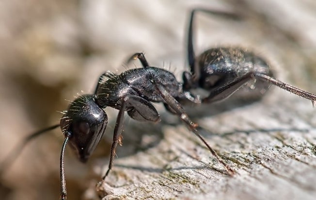 an ant on wood