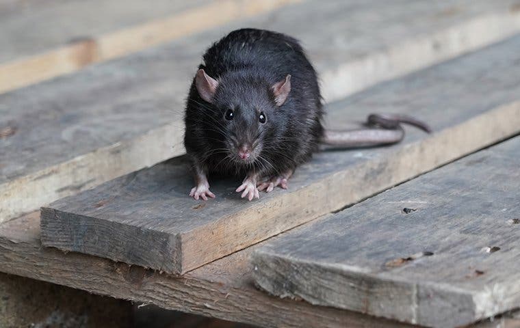 a black rat on a wood pallet
