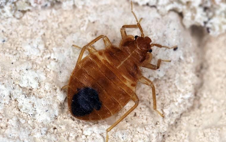 bed bug up close in a home