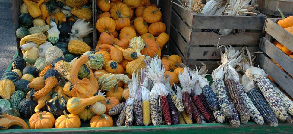 Fall harvest of Indian corn, gourds, and pumpkins