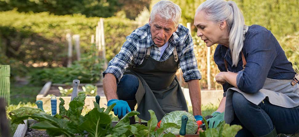 A senior Caucasian couple is gardening together, picking through their vegetable garden.