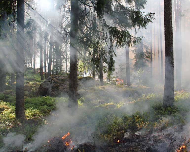 Landscape shot of a forest fire and smoke.